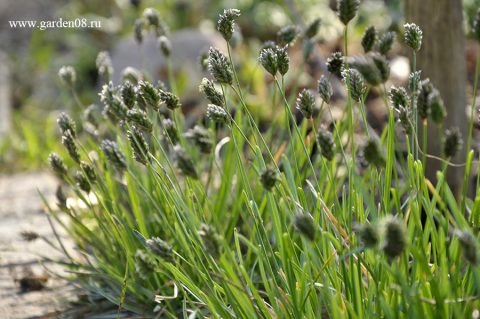 Сеслерия голубая (Sesleria caerulea)