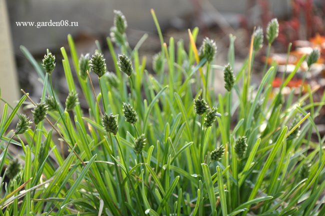 Сеслерия голубая (Sesleria caerulea)