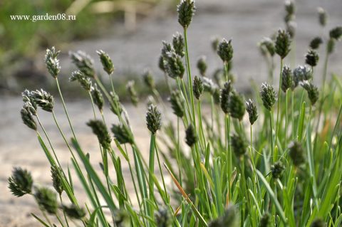 Сеслерия голубая (Sesleria caerulea)