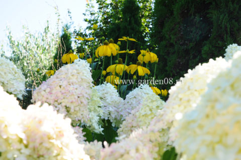 Рудбекия (Rudbeckia laciniata «Herbstonne»)