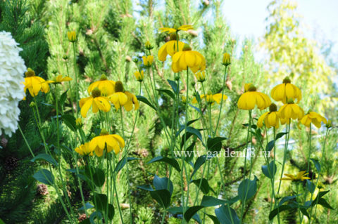 Рудбекия (Rudbeckia laciniata «Herbstonne»)