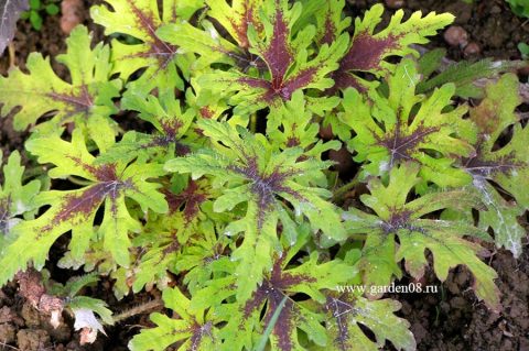 Тиарелла (Tiarella)