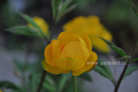 Купальница джунгарская (Trollius dschungaricus)