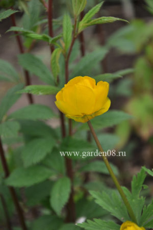 Купальница джунгарская (Trollius dschungaricus)