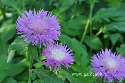 Василёк выбеленный (Centaurea dealbata)