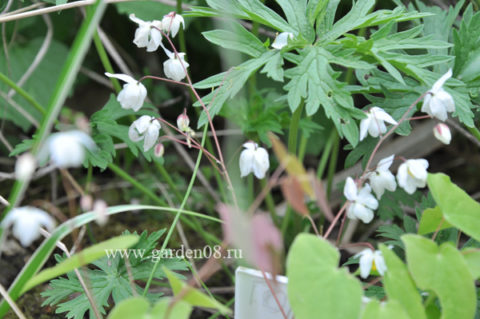 Горянка Юнга (Epimedium youngianum) «Niveum»