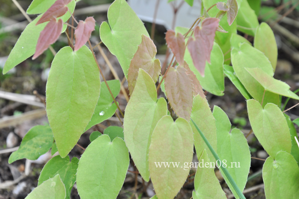 Горянка Юнга (Epimedium youngianum) «Niveum»