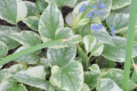 Бруннера (Brunnera)