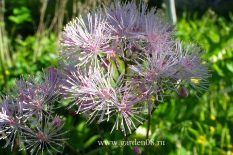 Василистник (Thalictrum) водосборолистный