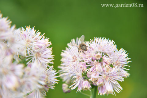 Василистник (Thalictrum) водосборолистный