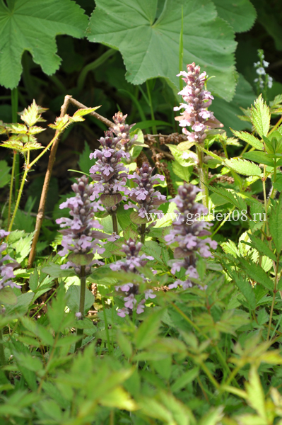 Живучка ползучая «Rosea» (Ajuga reptans)