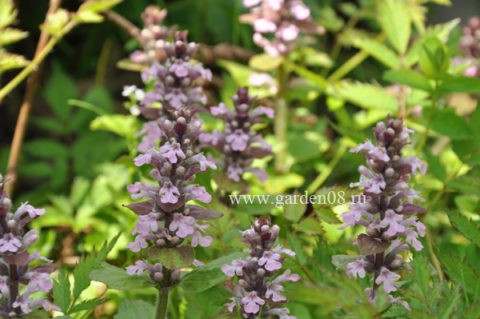 Живучка ползучая «Rosea» (Ajuga reptans)