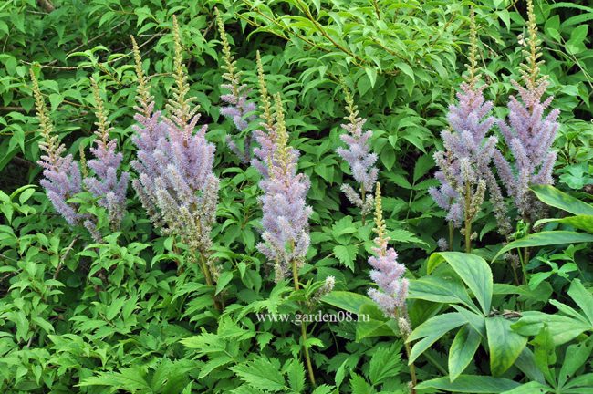 Астильба китайская карликовая (Astilbe chinensis var. pumila)