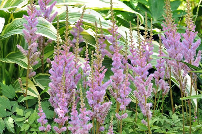 Астильба китайская карликовая (Astilbe chinensis var. pumila)