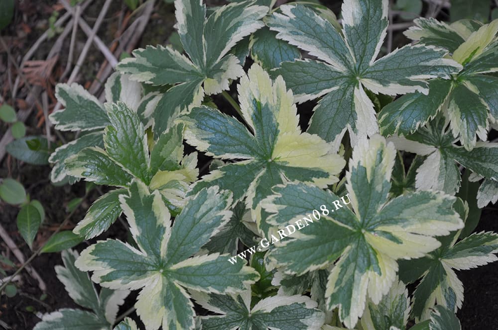 Астранция пестролистная «Sunningdale Variegated» Астранция пестролистная «Sunningdale Variegated»