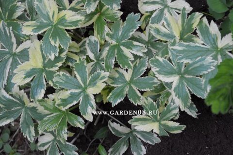 Астранция пестролистная «Sunningdale Variegated» в начале мая