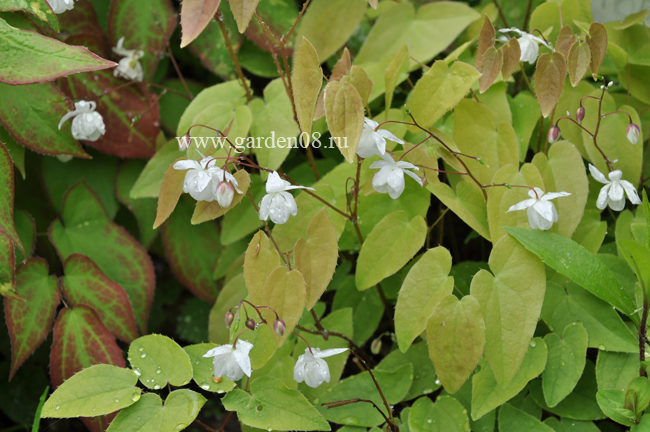 Горянка Юнга (Epimedium youngianum) «Niveum»