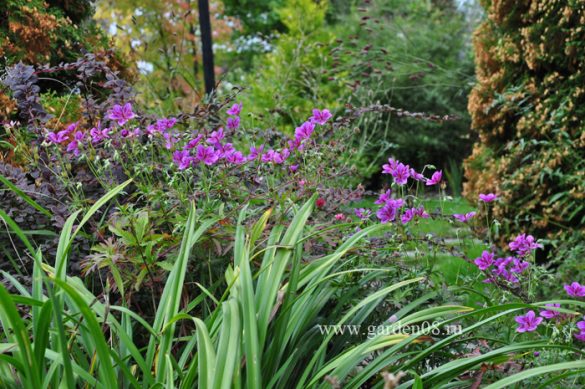 garden08.ru