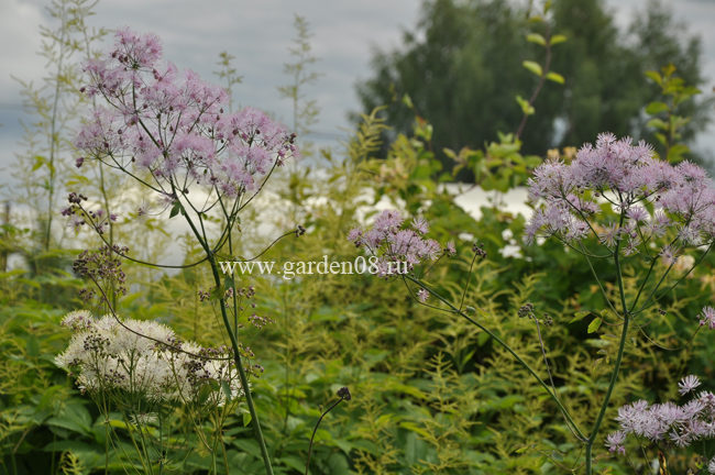 Василистник (Thalictrum) водосборолистный