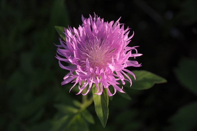 Василёк выбеленный (Centaurea dealbata)