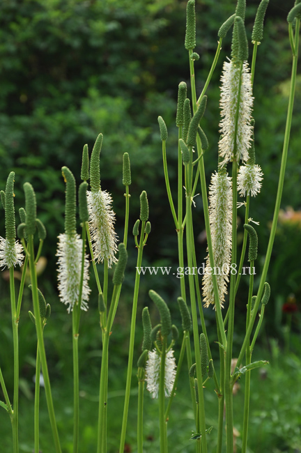 Кровохлёбка канадская (Sanguisorba canadensis)