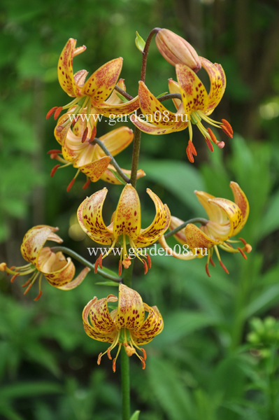 Lilium martagon Nicotine (Sunny Morning)