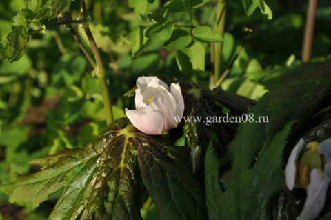 Подофилл Эмоди (Podophyllum emodii)