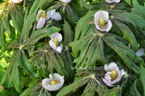 Подофилл Эмоди (Podophyllum emodii)