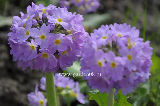 Примула мелкозубчатая (denticulata) сиреневая