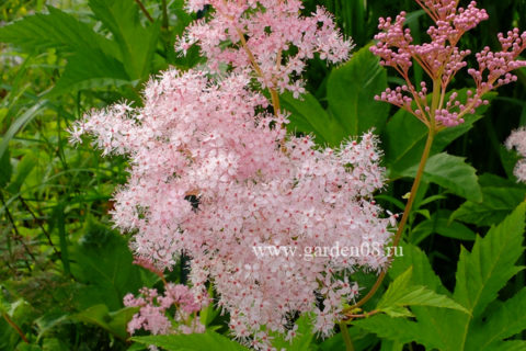 Лабазник красный (Filipendula rubra), таволга