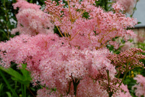 Лабазник красный (Filipendula rubra), таволга