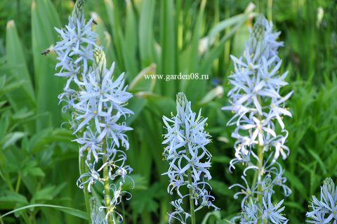 Камассия голубая (Camassia)