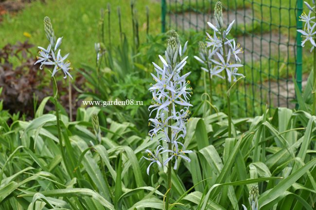 Камассия голубая (Camassia)