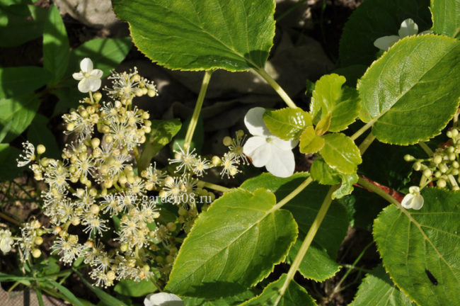 Гортензия черешковая (Hydrangea petiolaris)