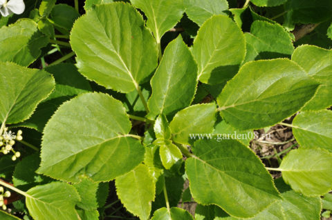 Гортензия черешковая (Hydrangea petiolaris)