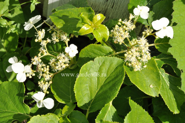 Гортензия черешковая (Hydrangea petiolaris)