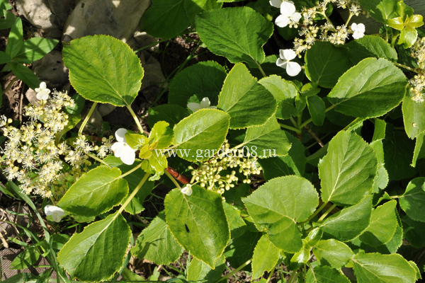 Гортензия черешковая (Hydrangea petiolaris)
