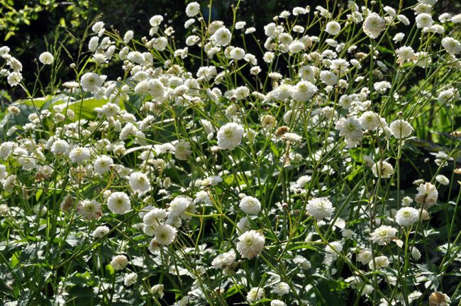 Лютик аконитолистный «Flore Pleno»