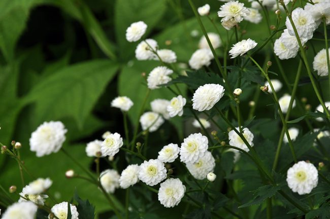 Лютик аконитолистный «Flore Pleno»