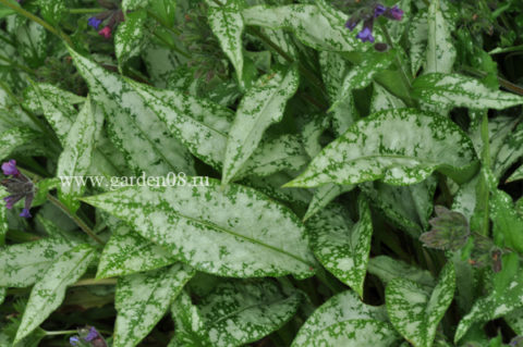 Pulmonaria «Majeste»