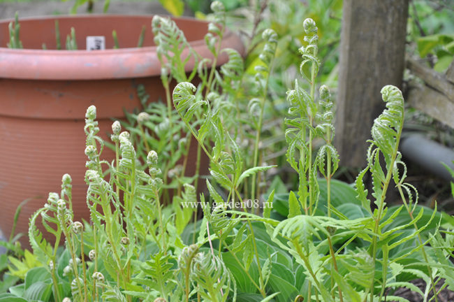 Оноклея чувствительная (Onoclea sensibilis)