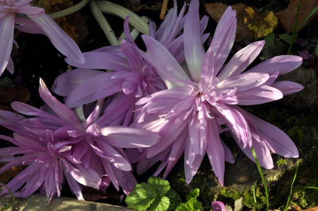 Безвременник махровый «Waterlily»