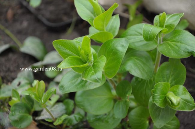 Барвинок большой белый (Vinca major alba) - 2025
