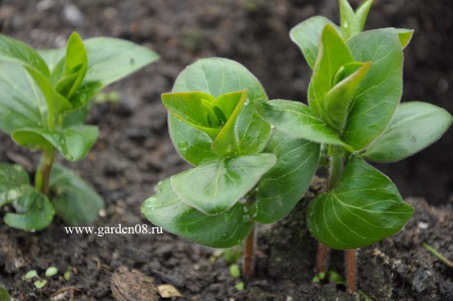 Барвинок большой белый (Vinca major alba) - 2025