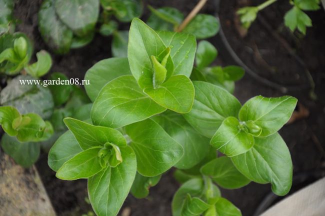 Барвинок большой белый (Vinca major alba) - 2025