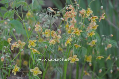 Горянка варлийская (Epimedium x warleyense) «Orangekonigin»