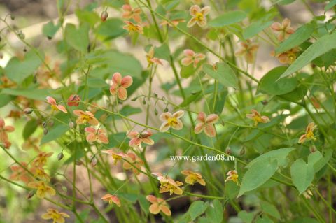 Горянка варлийская (Epimedium x warleyense ) «Orangekonigin»