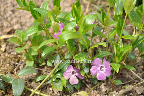 Барвинок малый (Vinca minor)