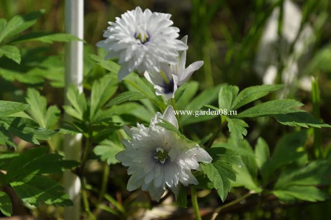 Анемона дубравная (anemone nemorosa) «Blue Eyes»