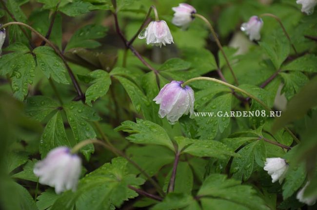 Анемона дубравная (anemone nemorosa) «Blue Eyes»